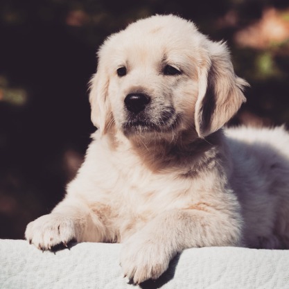 Yopaz_test ゴールデンレトリバーの子犬は、成長過程において重要なポイントを理解することが